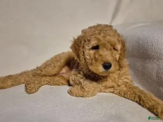 Goldendoodle dogs for sale: Lucy - Ad 3