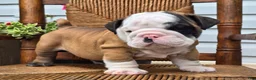 English Bulldog dogs for sale: Bandit - Ad 2