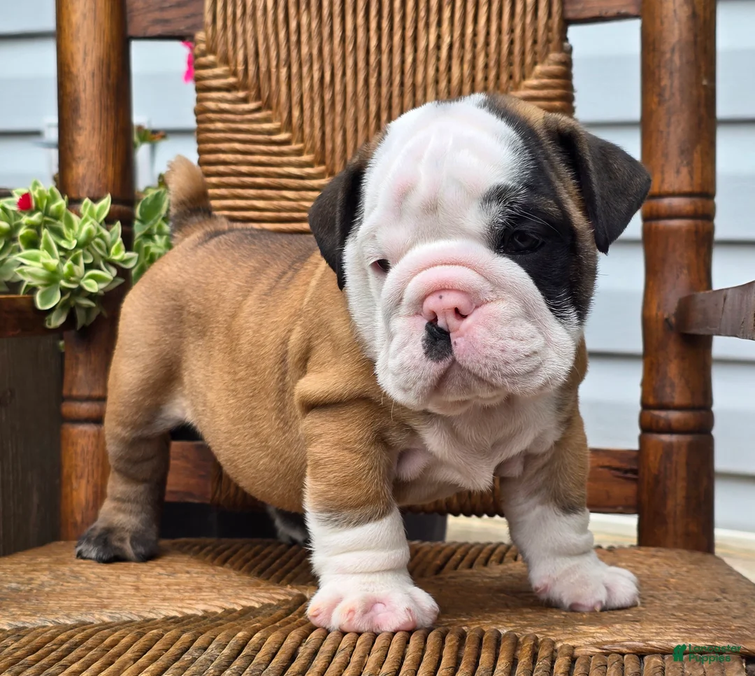English Bulldog dogs for sale: Bandit - Ad 2