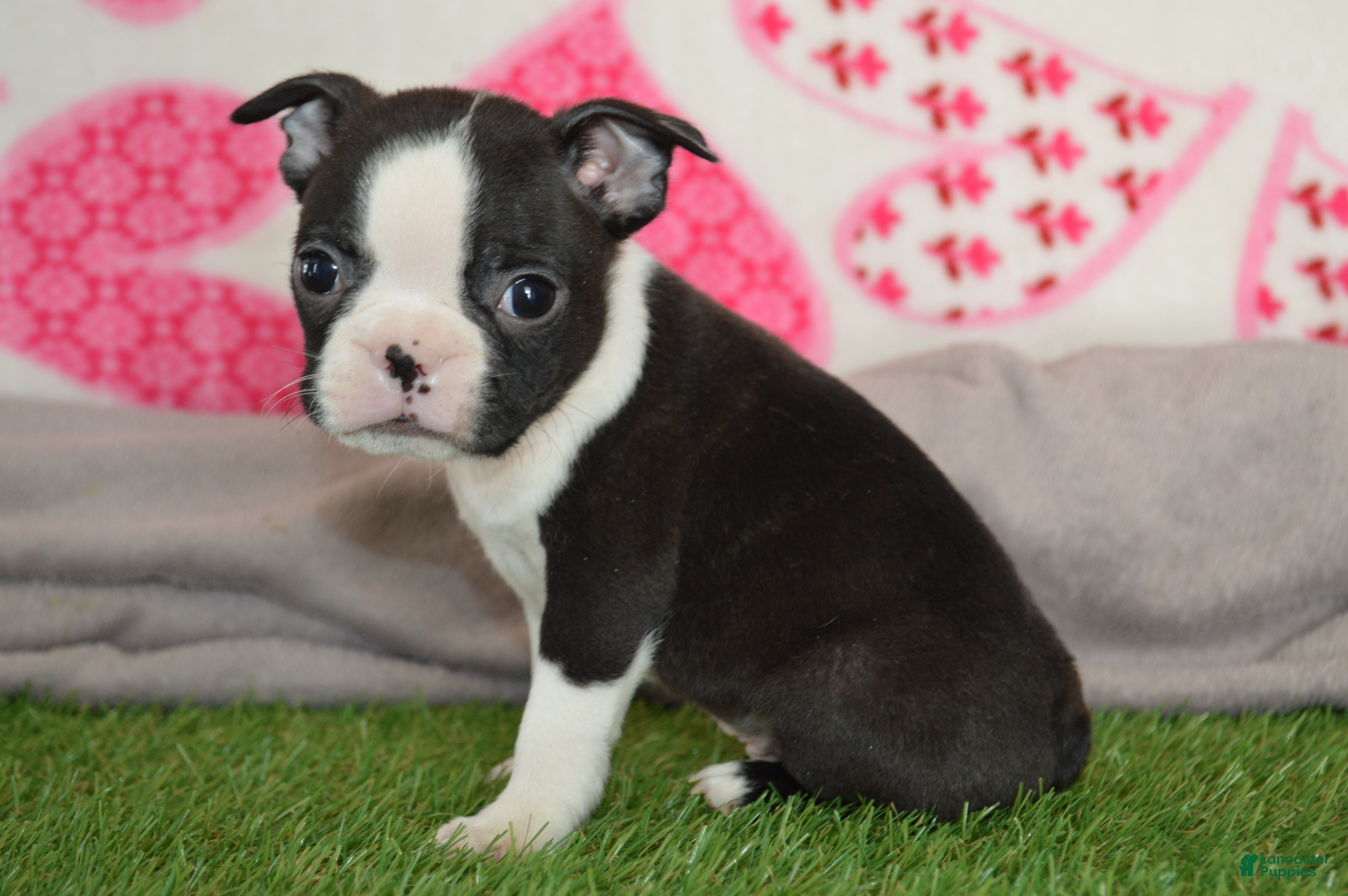 Boston Terrier dogs Robby - Ad 2