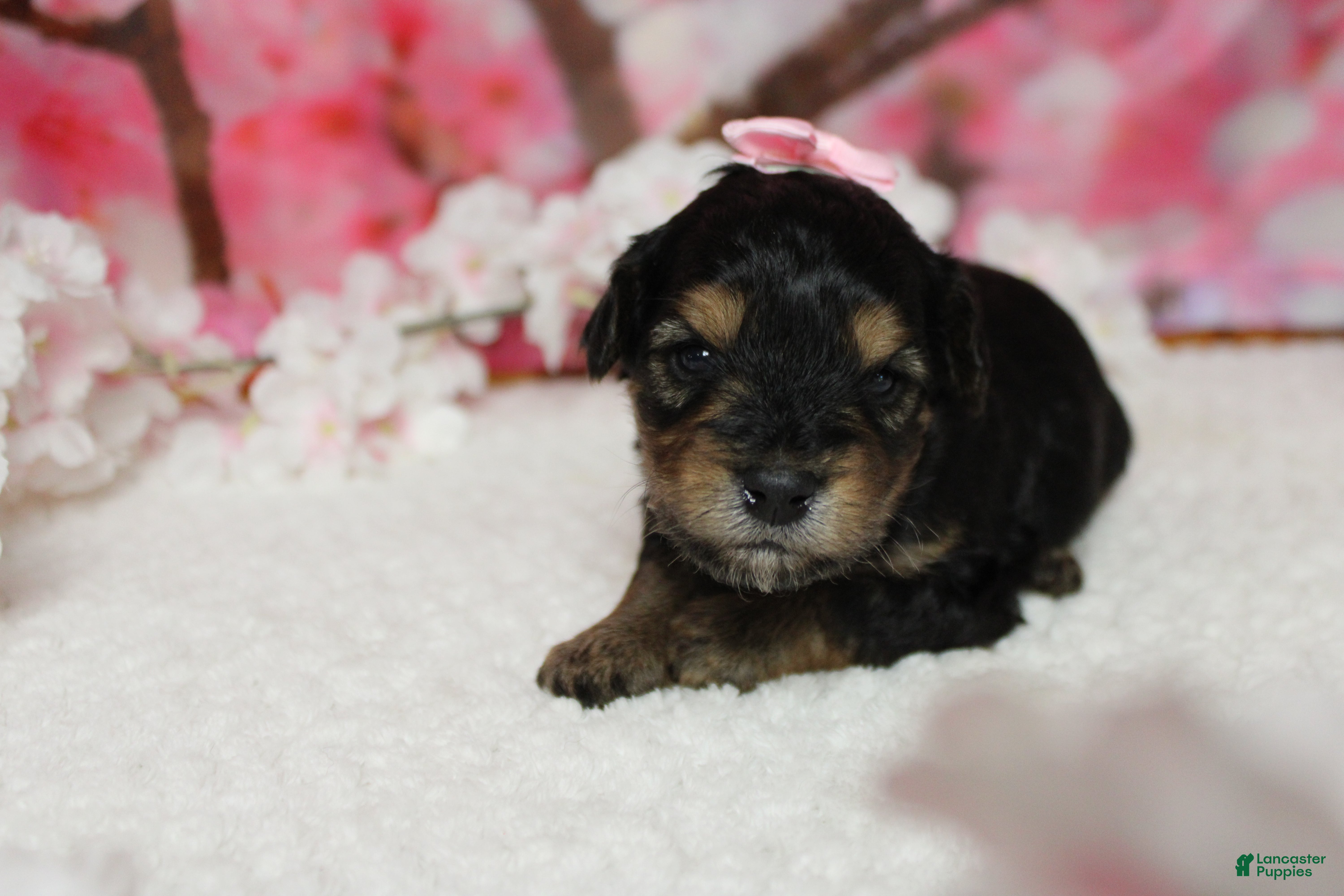 Yorkiepoo dogs Darling  - Ad 7