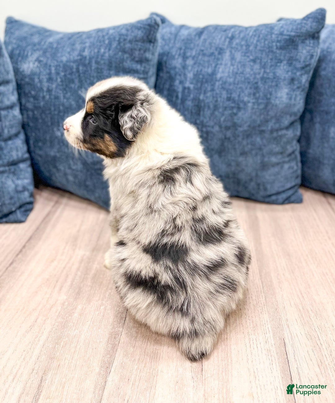 Australian Shepherd dogs for sale: Chloe - Ad 5