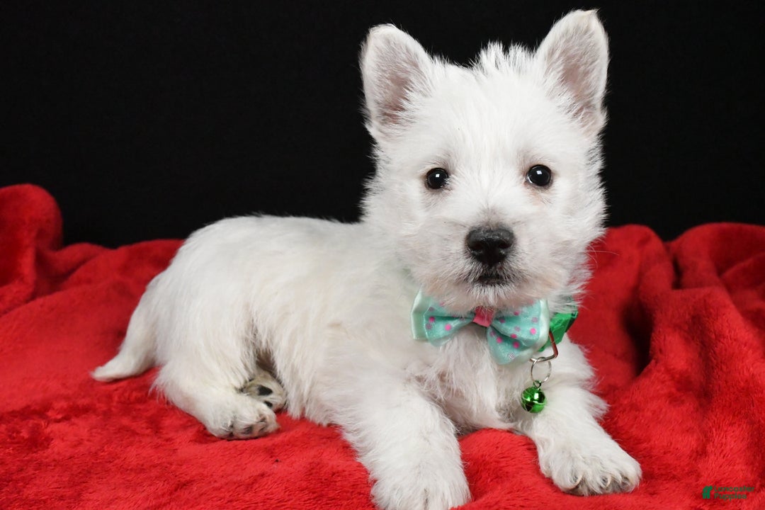 West Highland Terrier dogs for sale: Eclare - Ad 2