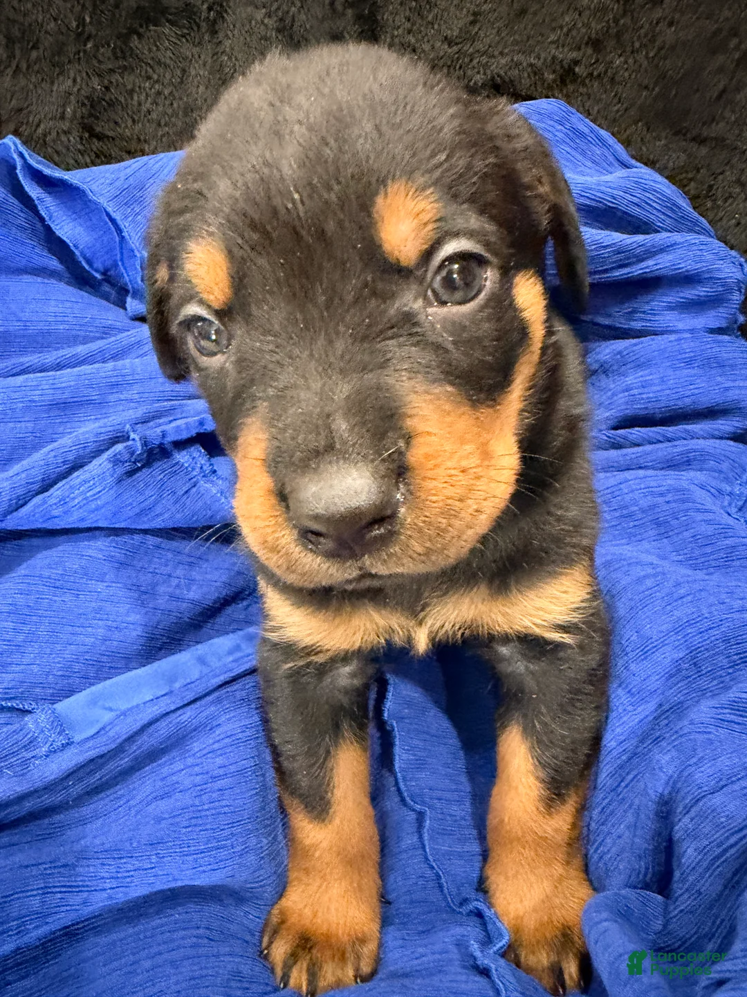 Rottweiler dogs for sale: Rottweiler Puppy 1 - Ad 36