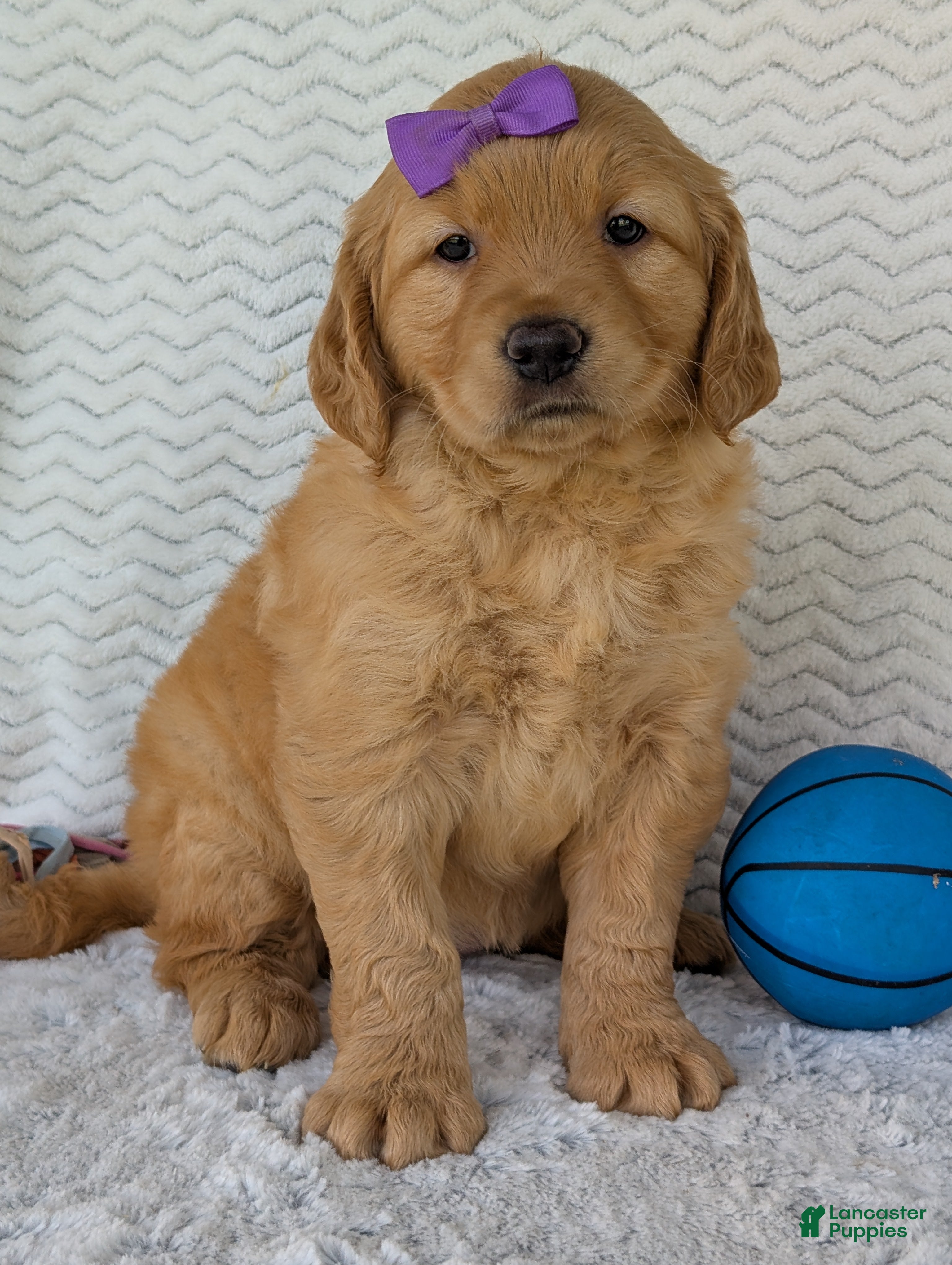 Golden Retriever dogs Miss Maisie  - Ad 2