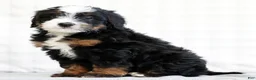 Mini Bernedoodle dogs for sale: Reid - Ad 3