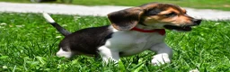 Beagle dogs for sale: Vance - Ad 4