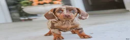 Dachshund dogs for sale: Latte - Ad 3