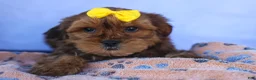 Shorkie dogs for sale: RANDY - Ad 7