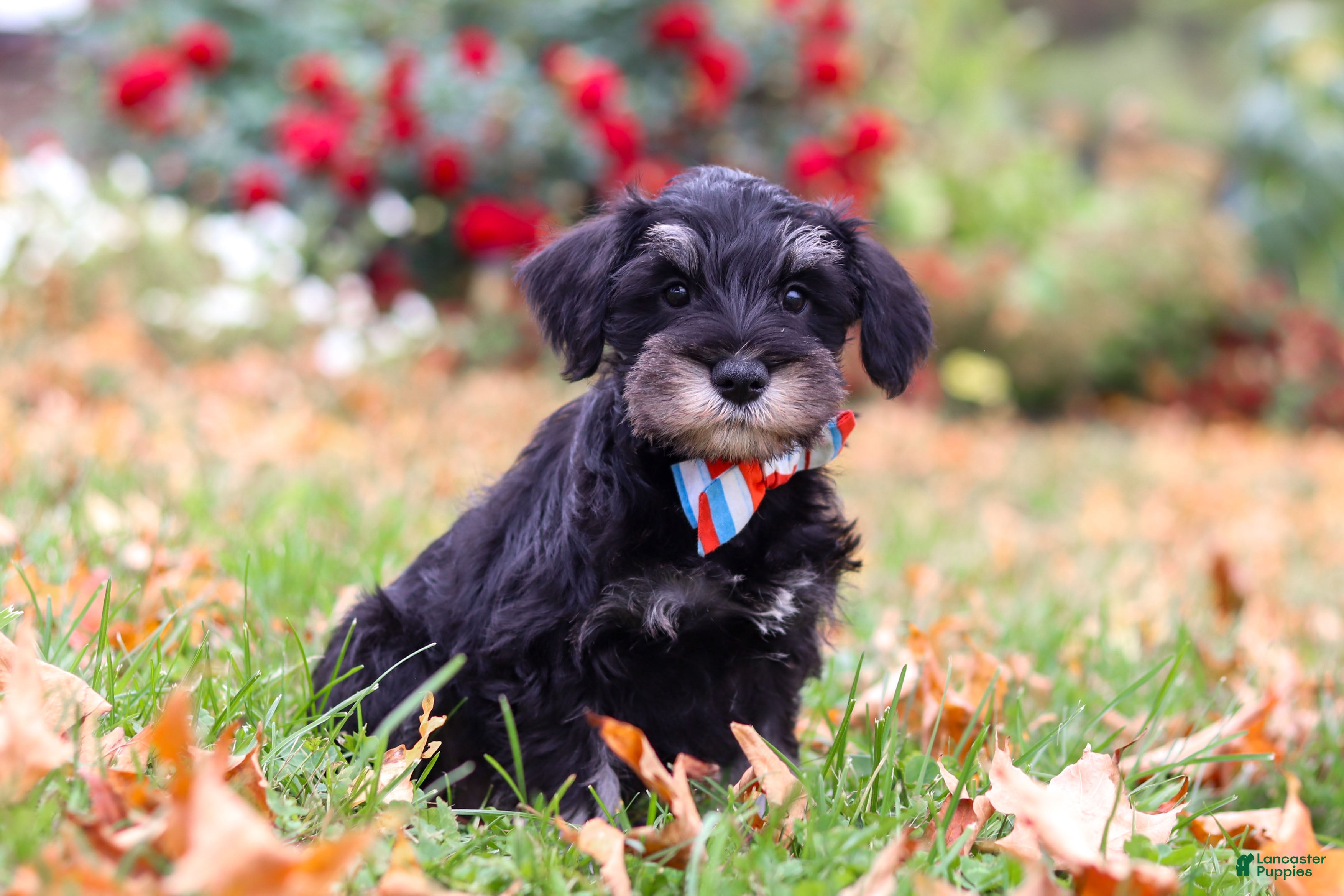 Miniature Schnauzer dogs Otto - Ad 2