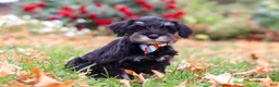 Miniature Schnauzer dogs for sale: Otto - Ad 5