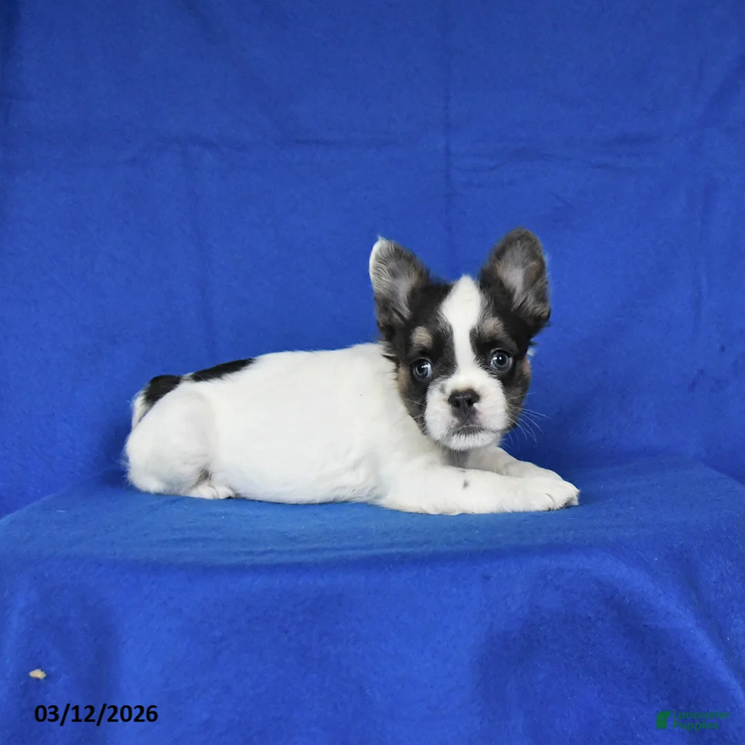 French Bulldog dogs for sale: Ace - Ad 4