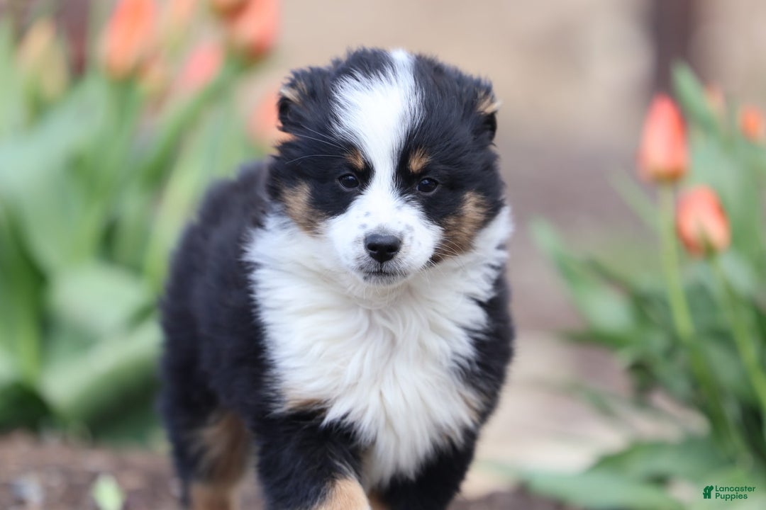 Gallery Image {{count}}