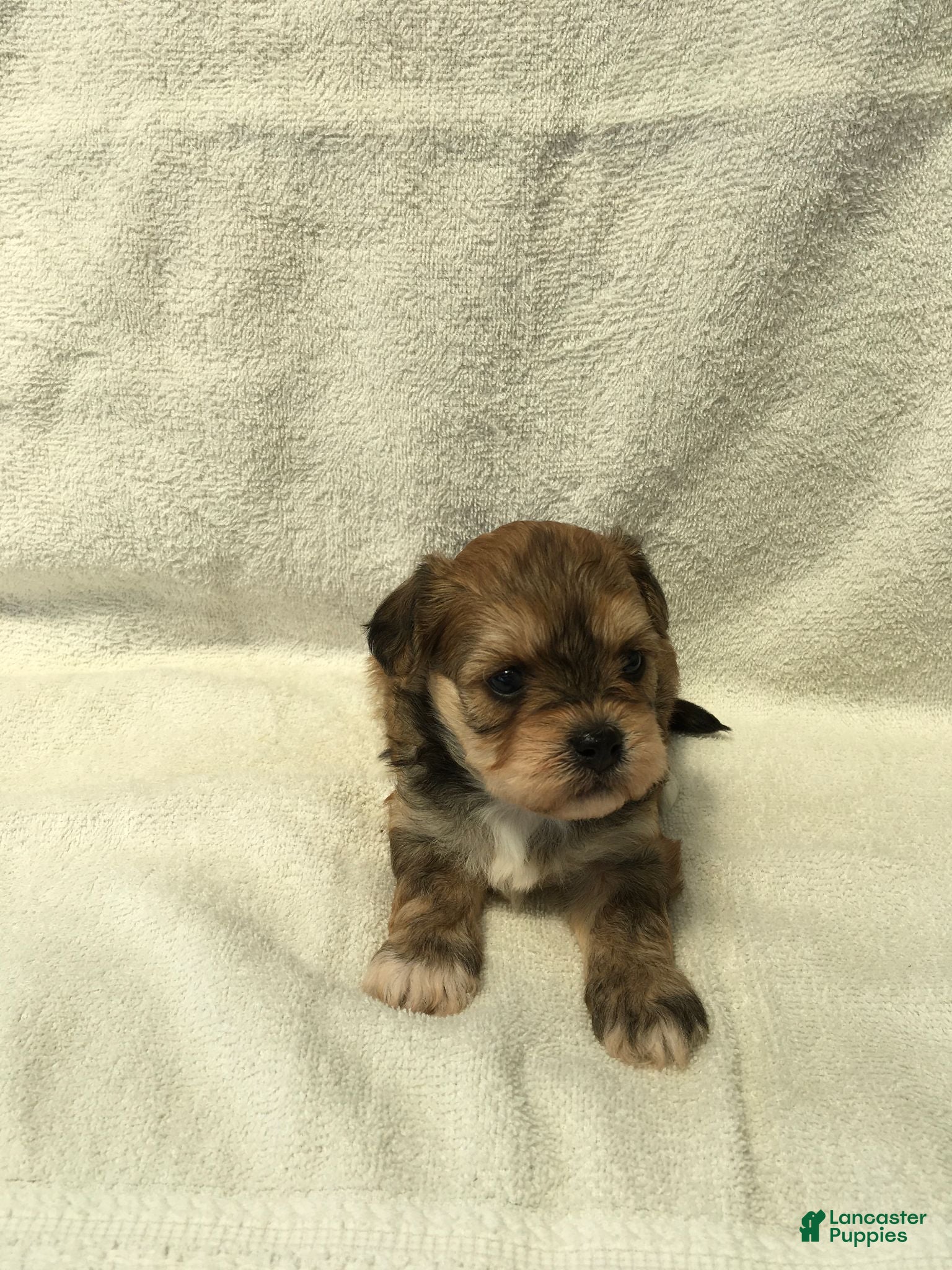 Shihpoo dogs Rose - Ad 2