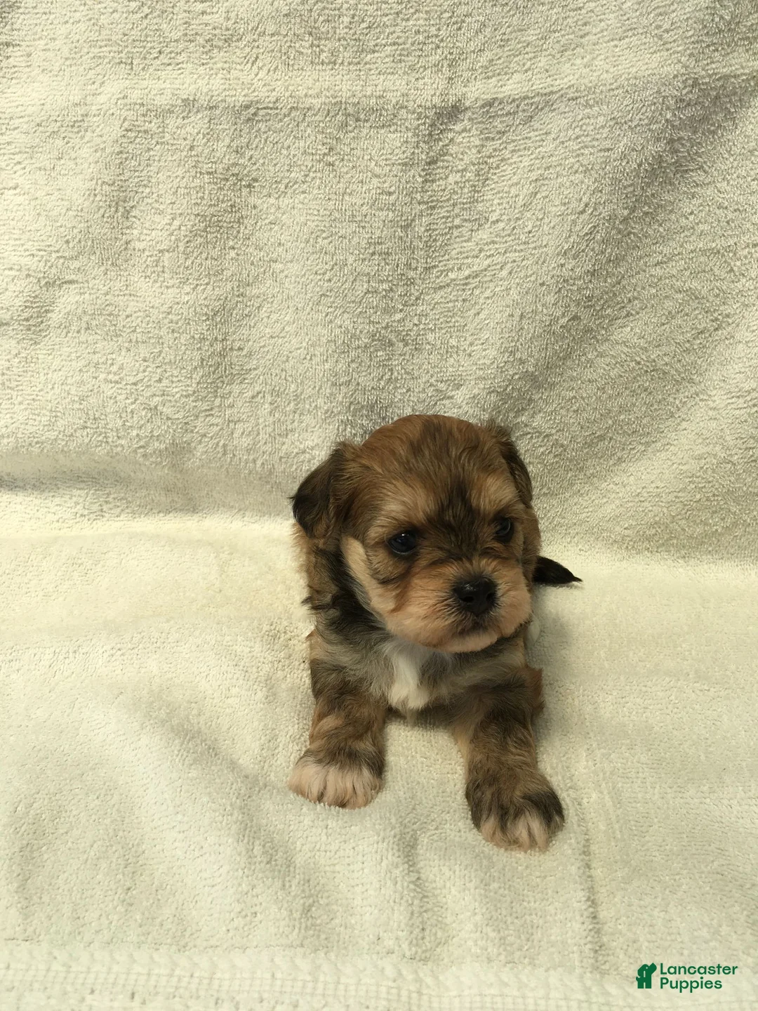 Shihpoo dogs for sale: Rose - Ad 2