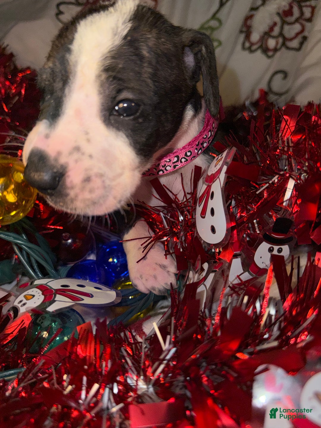 Great Dane dogs for sale: Hannah  - Ad 4