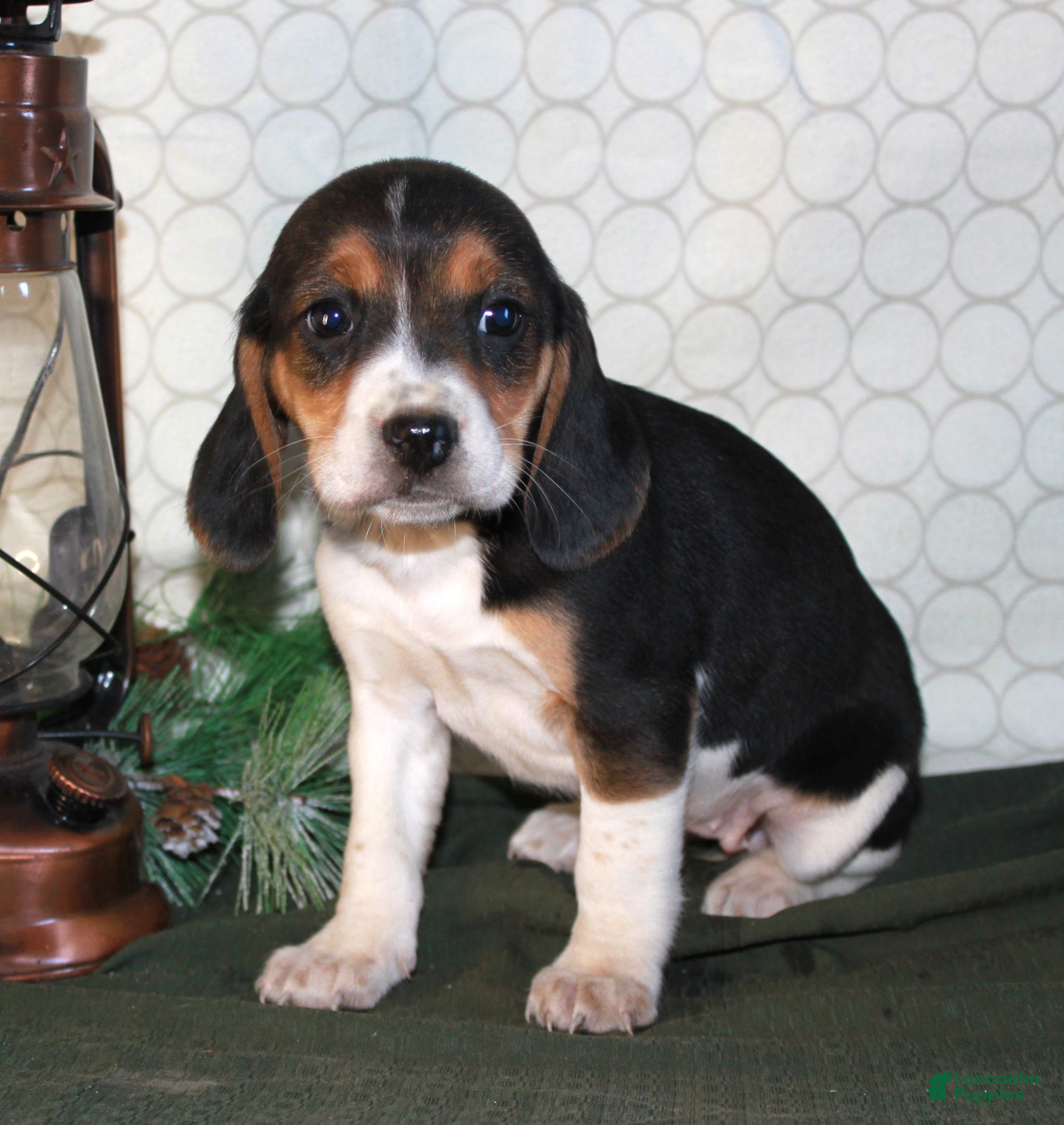 Beagle dogs Maddie - Ad 1