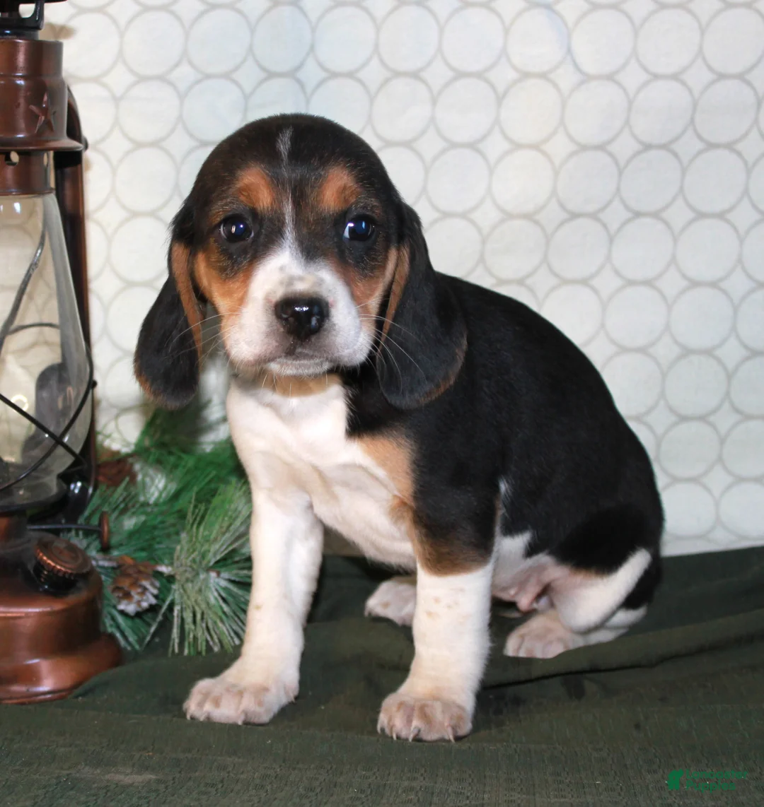Beagle dogs for sale: Maddie - Ad 2