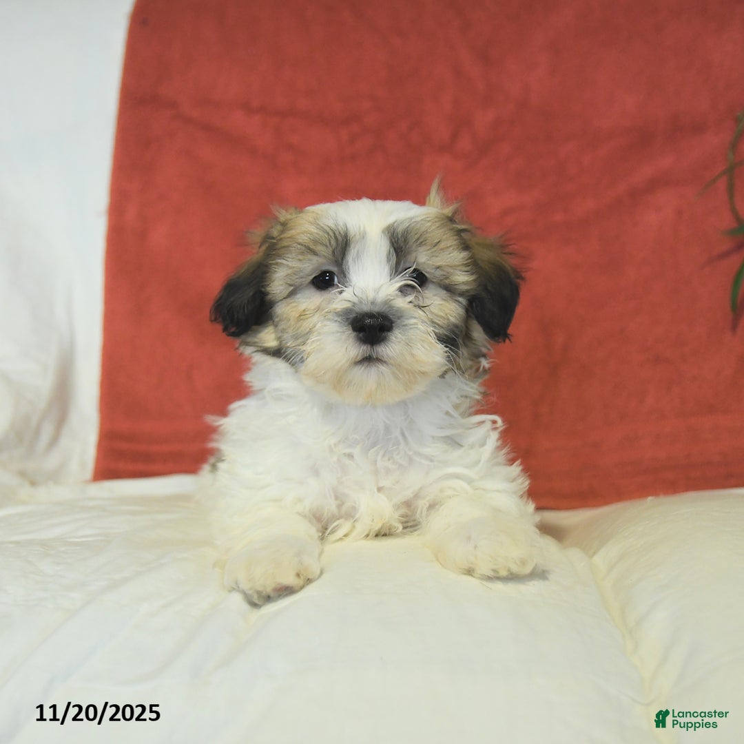 Teddy Bear dogs for sale: Benny - Ad 5