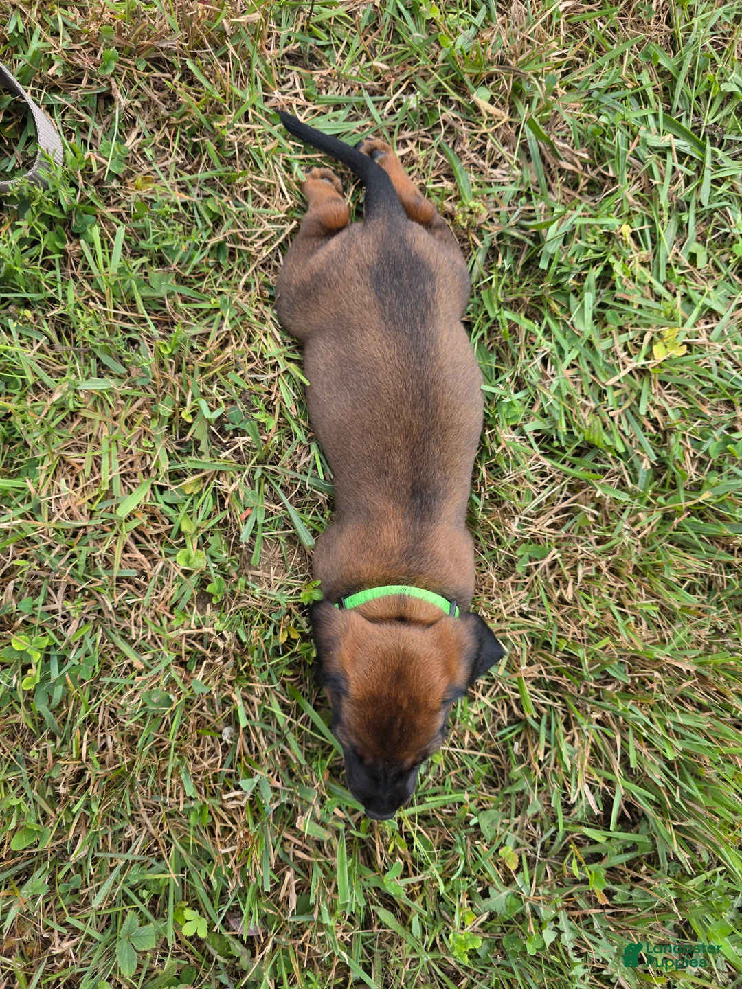 Other breed dogs for sale: Bavarian Mountain Scent Hound Green Male - Ad 2