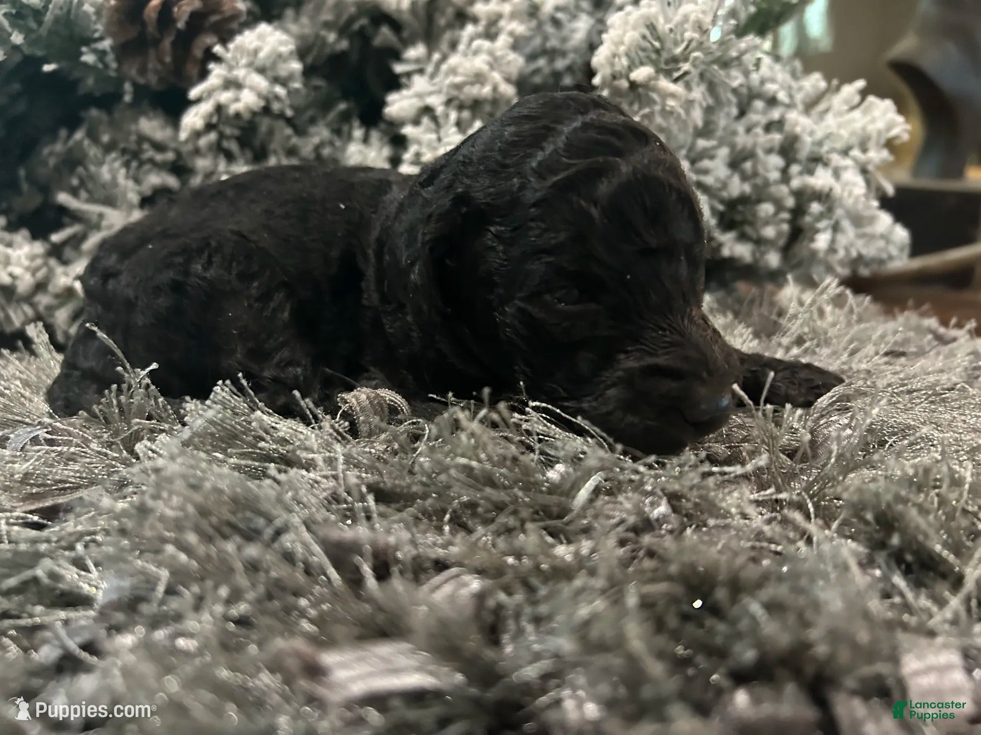 Goldendoodle dogs for sale: Rex - Ad 18