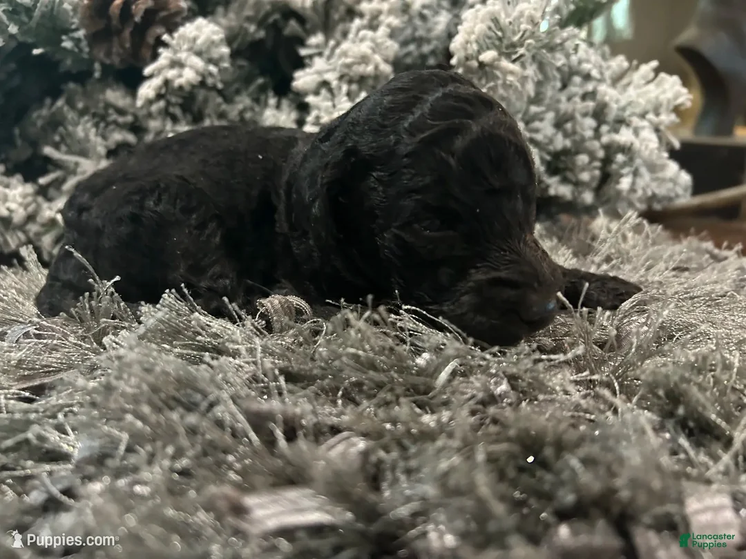Goldendoodle dogs for sale: Rex - Ad 1
