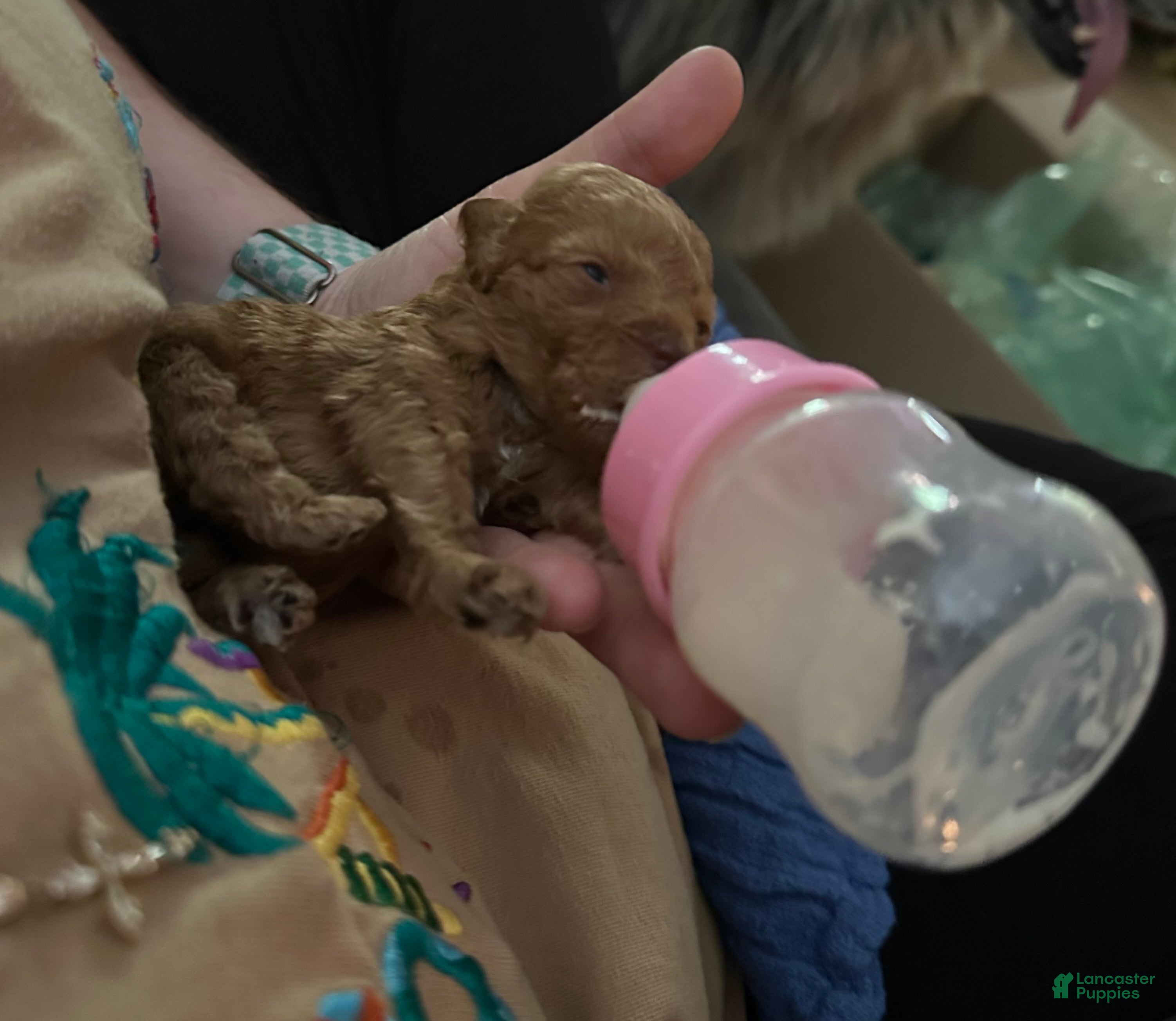 Toy Poodle dogs for sale: Double T Summer’s apricot male - Ad 26