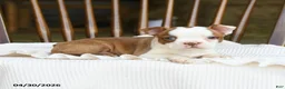 Boston Terrier dogs for sale: Tessa - Ad 4
