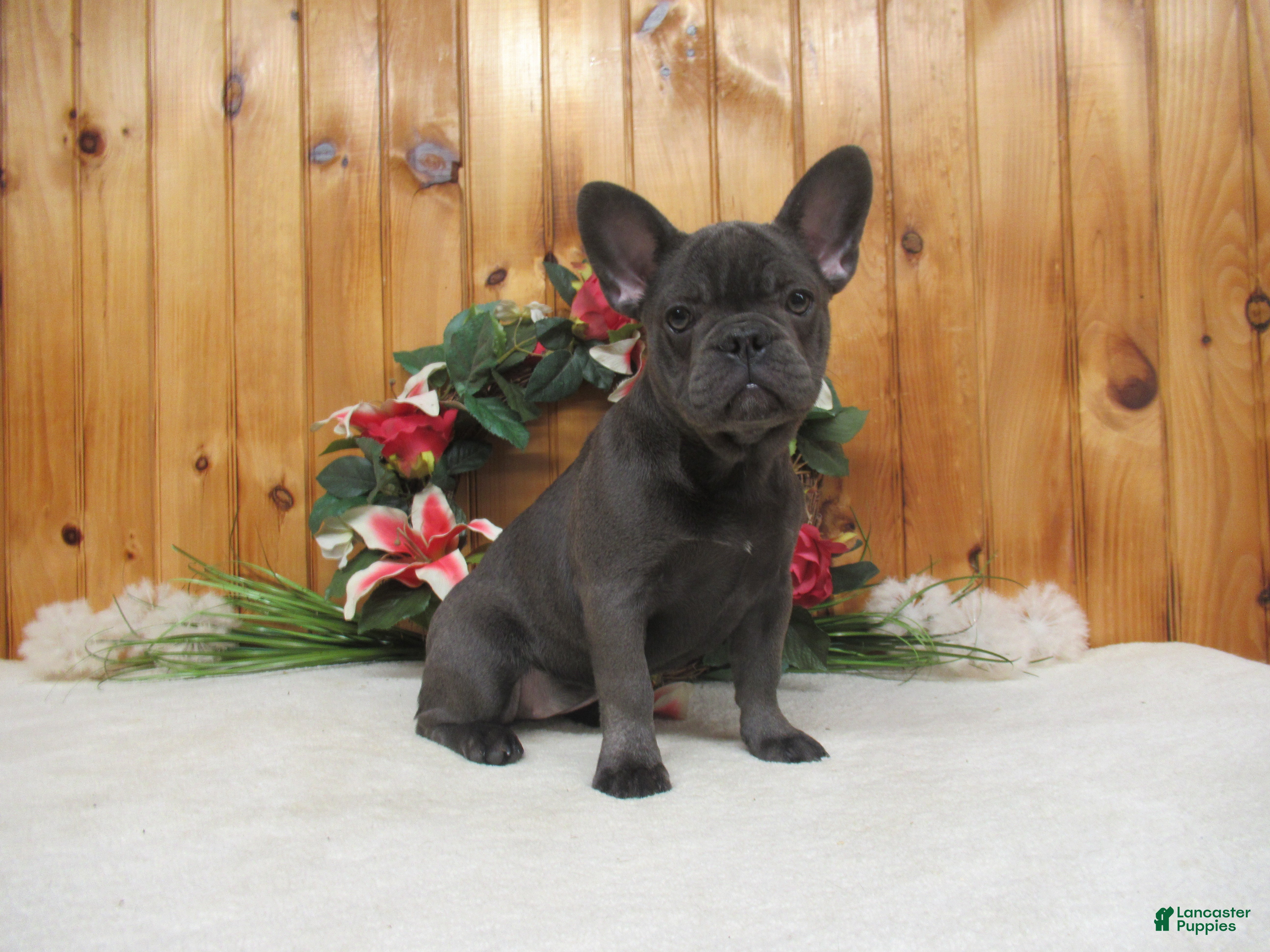 French Bulldog dogs for sale: AKC Bluebell - Ad 2