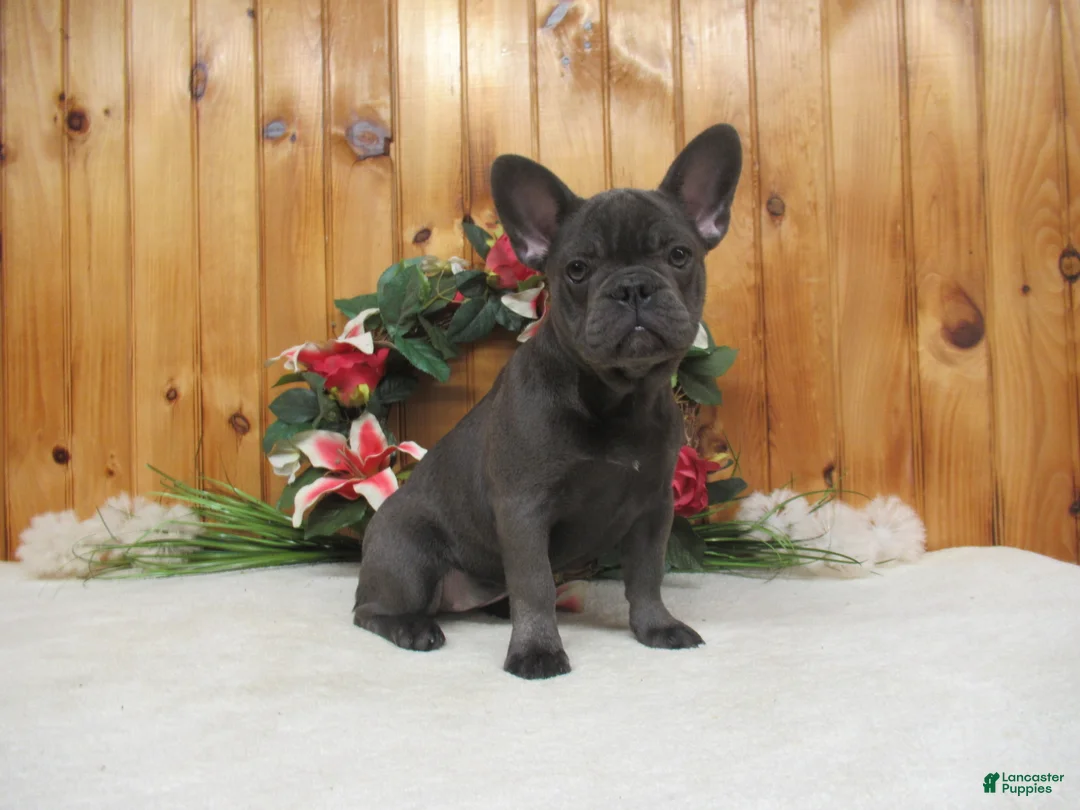 French Bulldog dogs for sale: AKC Bluebell - Ad 1