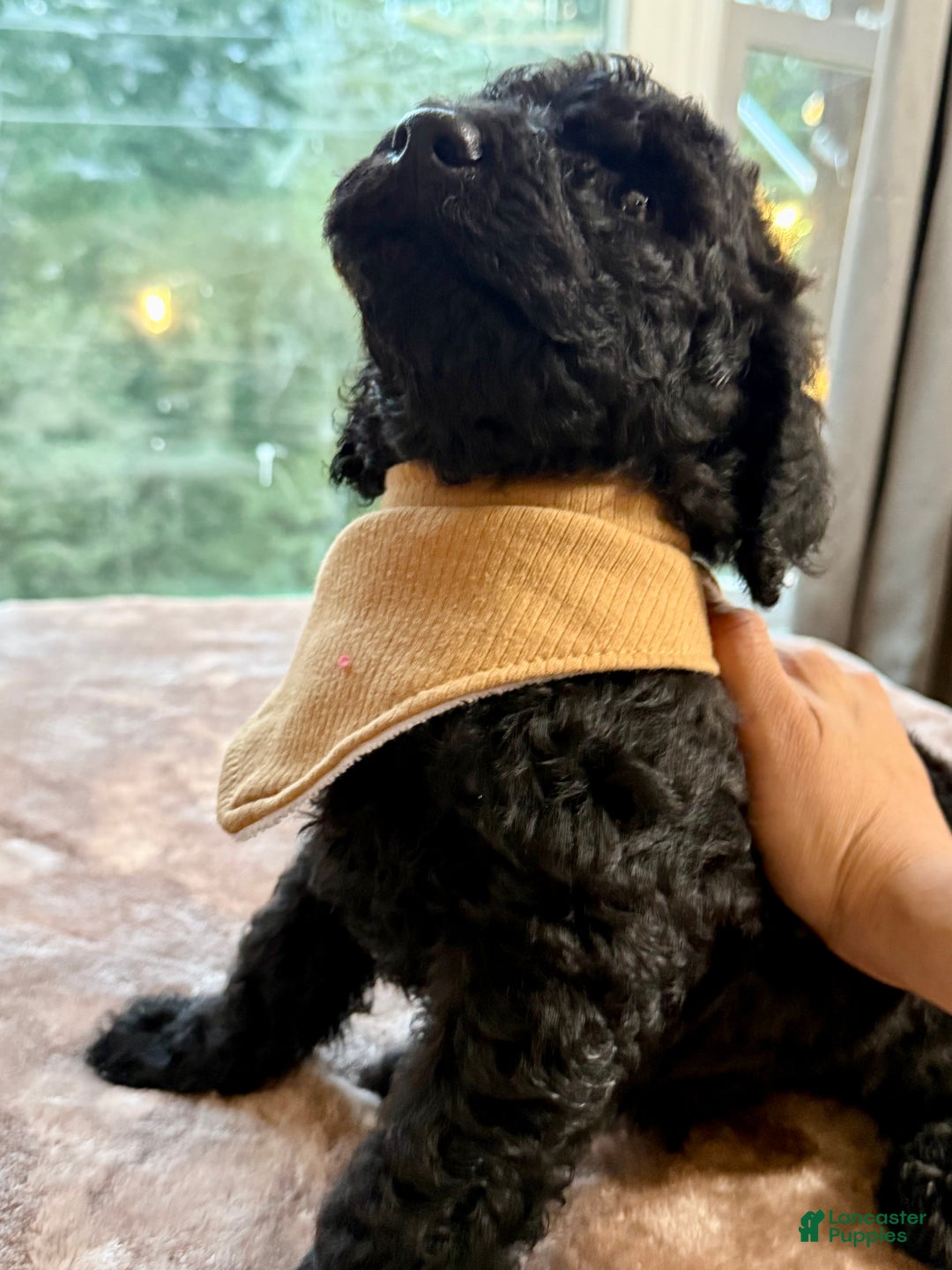 Standard Poodle dogs for sale: Standard Poodle Puppy 7 - Ad 1