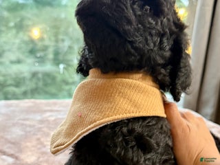 Standard Poodle dogs Standard Poodle Puppy 7 - Ad 30