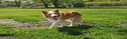 Border Collie dogs for stud: Gold/White ABCA & AKC Registered Stud - Ad 4