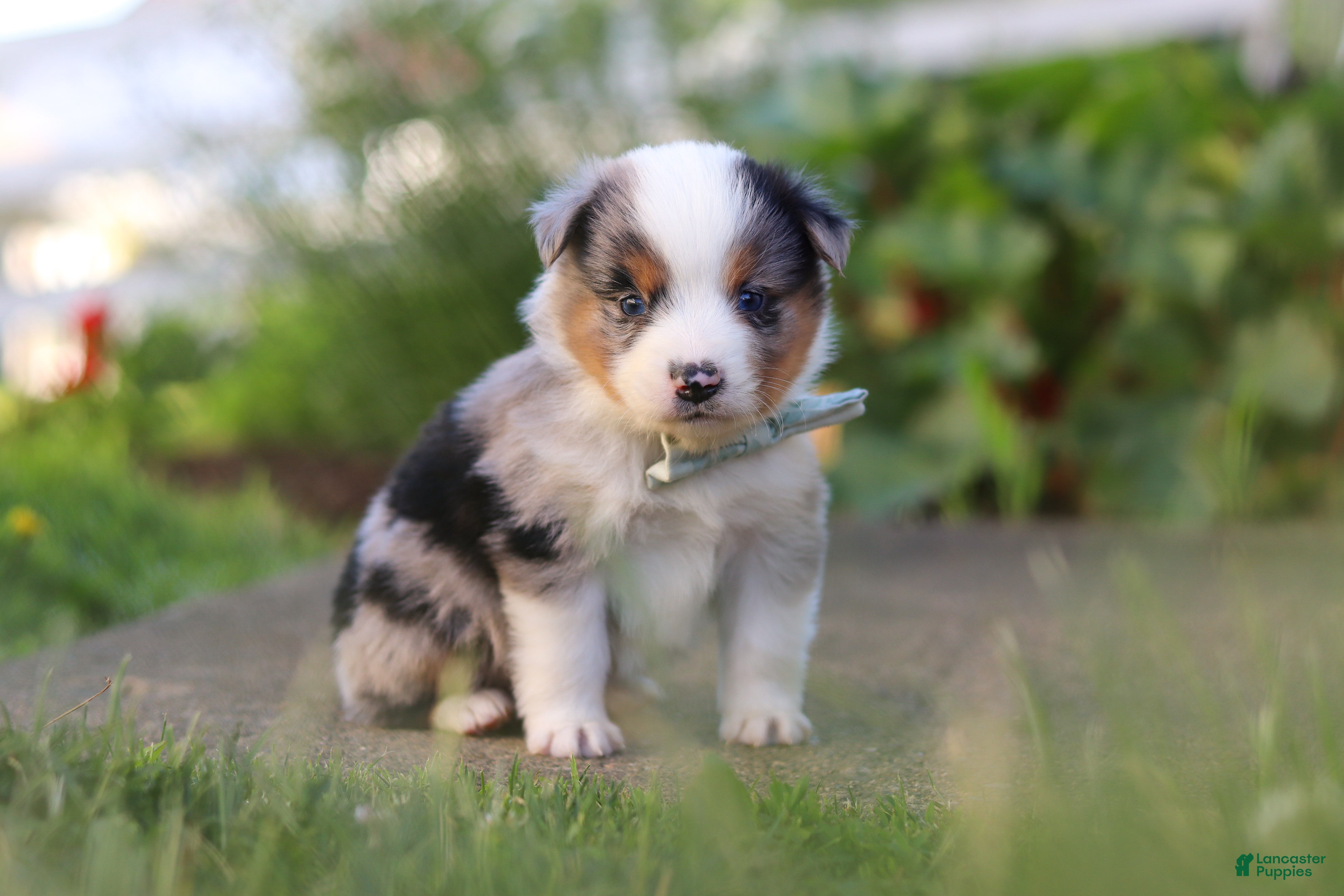 Toy Australian Shepherd dogs Hugo - Ad 2