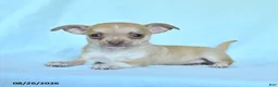 Chihuahua dogs for sale: Boxer - Ad 1