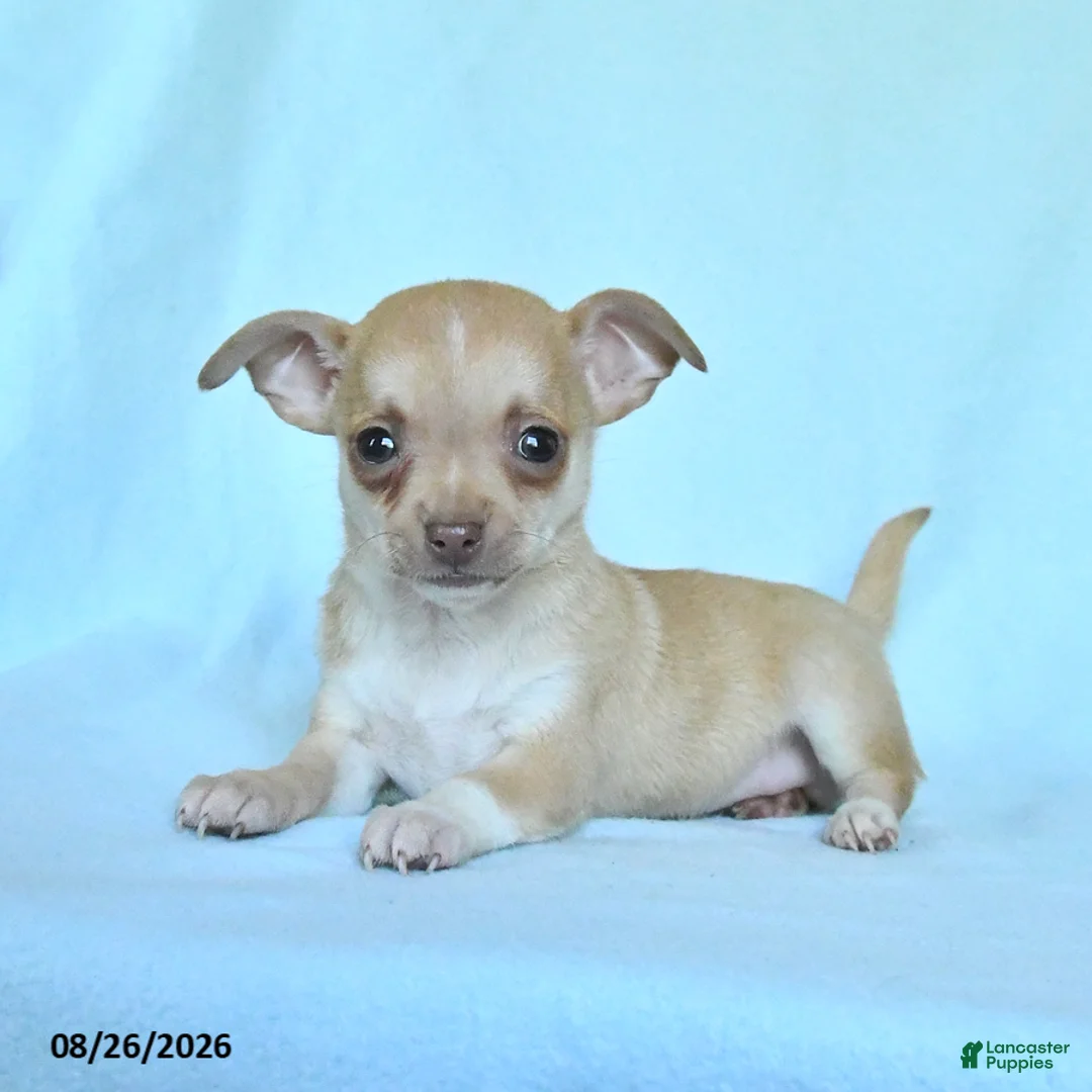 Chihuahua dogs for sale: Boxer - Ad 1