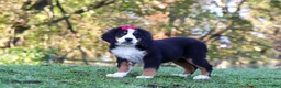 Bernese Mountain Dog dogs for sale: Sarah - Ad 4