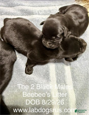 Labrador Retriever dogs Boy 1 - Ad 17