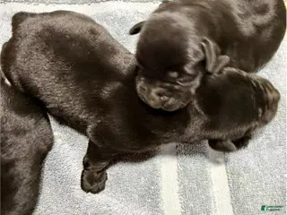 Labrador Retriever dogs Boy 1 - Ad 17
