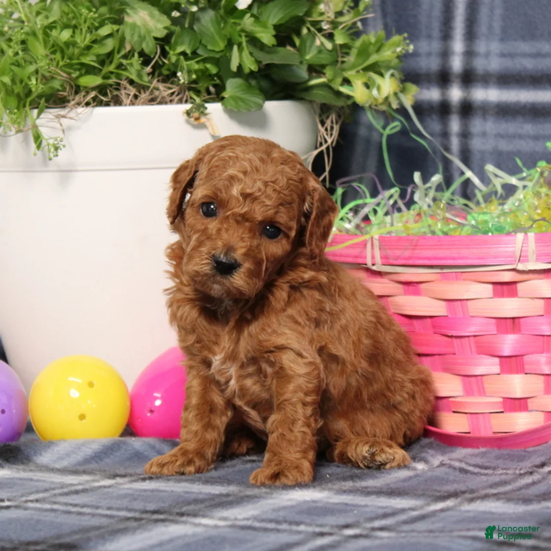 Miniature Poodle dogs for sale: Lyle - Ad 4
