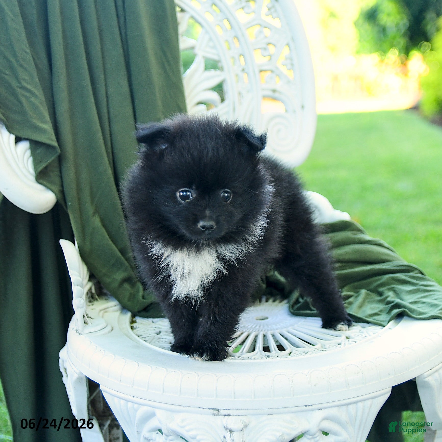 Pomeranian dogs Alexia - Ad 2