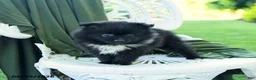 Pomeranian dogs for sale: Alexia - Ad 2