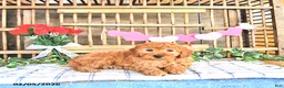 Mini Goldendoodle dogs for sale: Sport - Ad 1