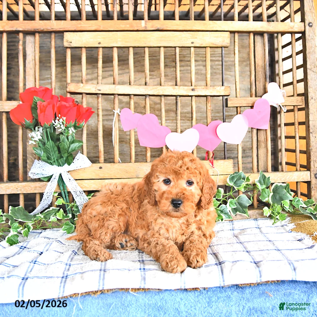 Mini Goldendoodle dogs for sale: Sport - Ad 1