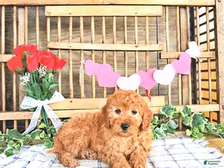 Mini Goldendoodle dogs Sport - Ad 37