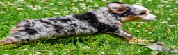 Mini Aussiedoodle dogs for sale: Gunner - Ad 7