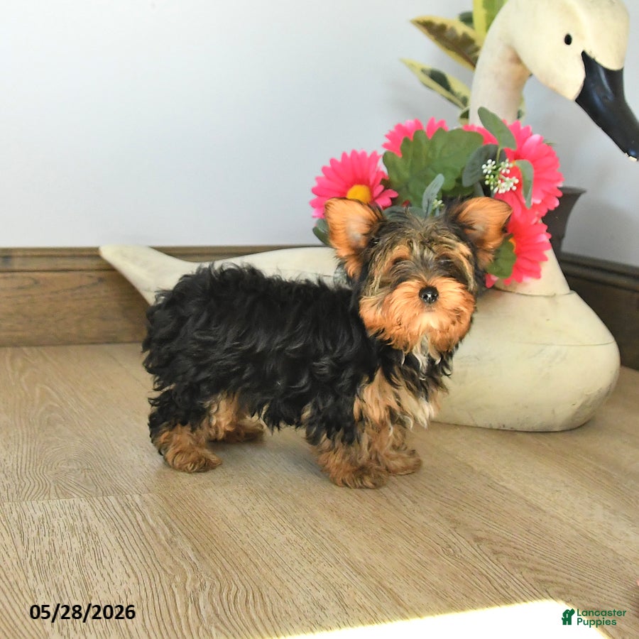 Yorkshire Terrier dogs for sale: Joe - Ad 3