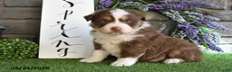 Australian Shepherd dogs for sale: Thunder - Ad 2