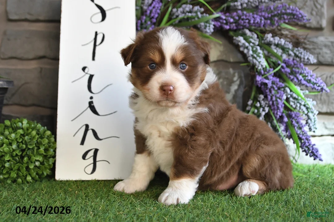Australian Shepherd dogs for sale: Thunder - Ad 2