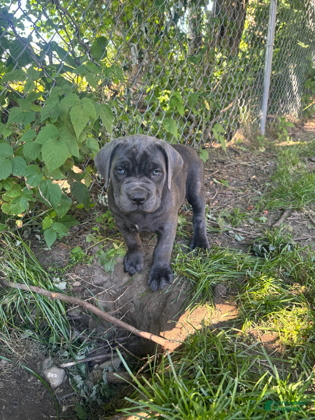 Cane Corso dogs for sale: Cane Corso Puppy 1 - Ad 3